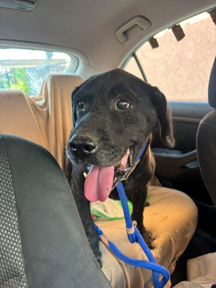 Ivar, rescuehond uit Bosnië/Servië