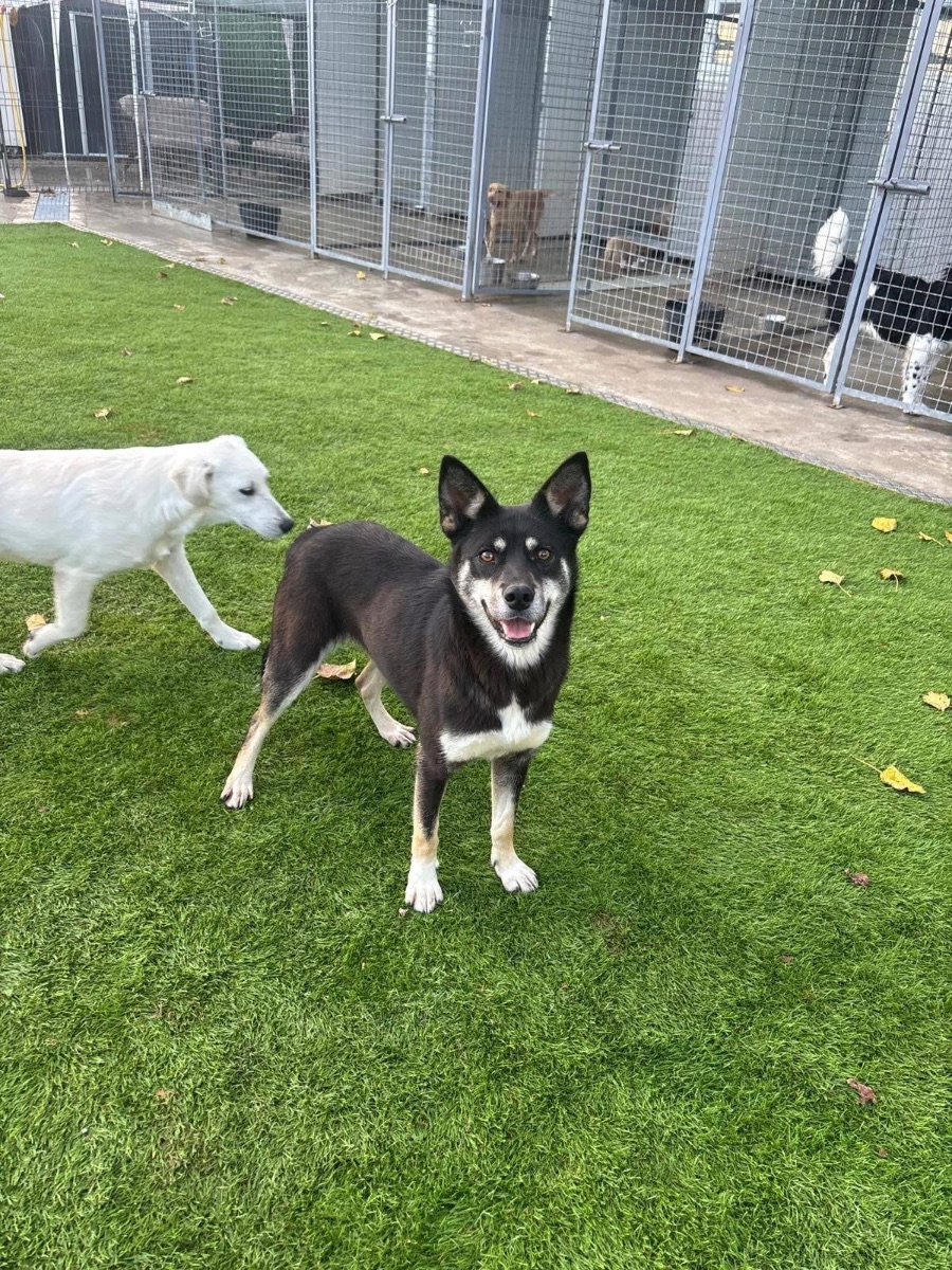 Lana, rescuehond uit Bosnië/Servië