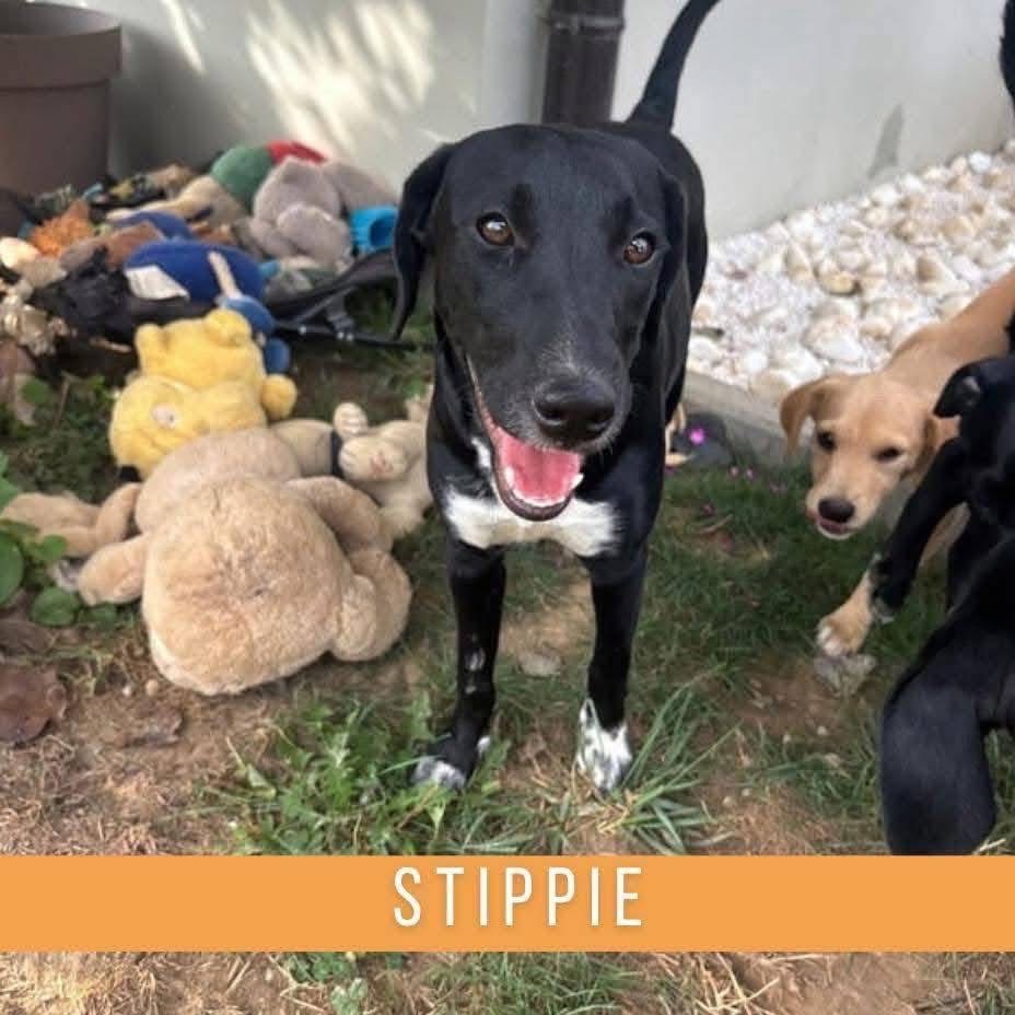 Foto van Stippie
